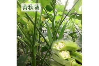 【供】黄秋葵种子绿闪浓绿高产